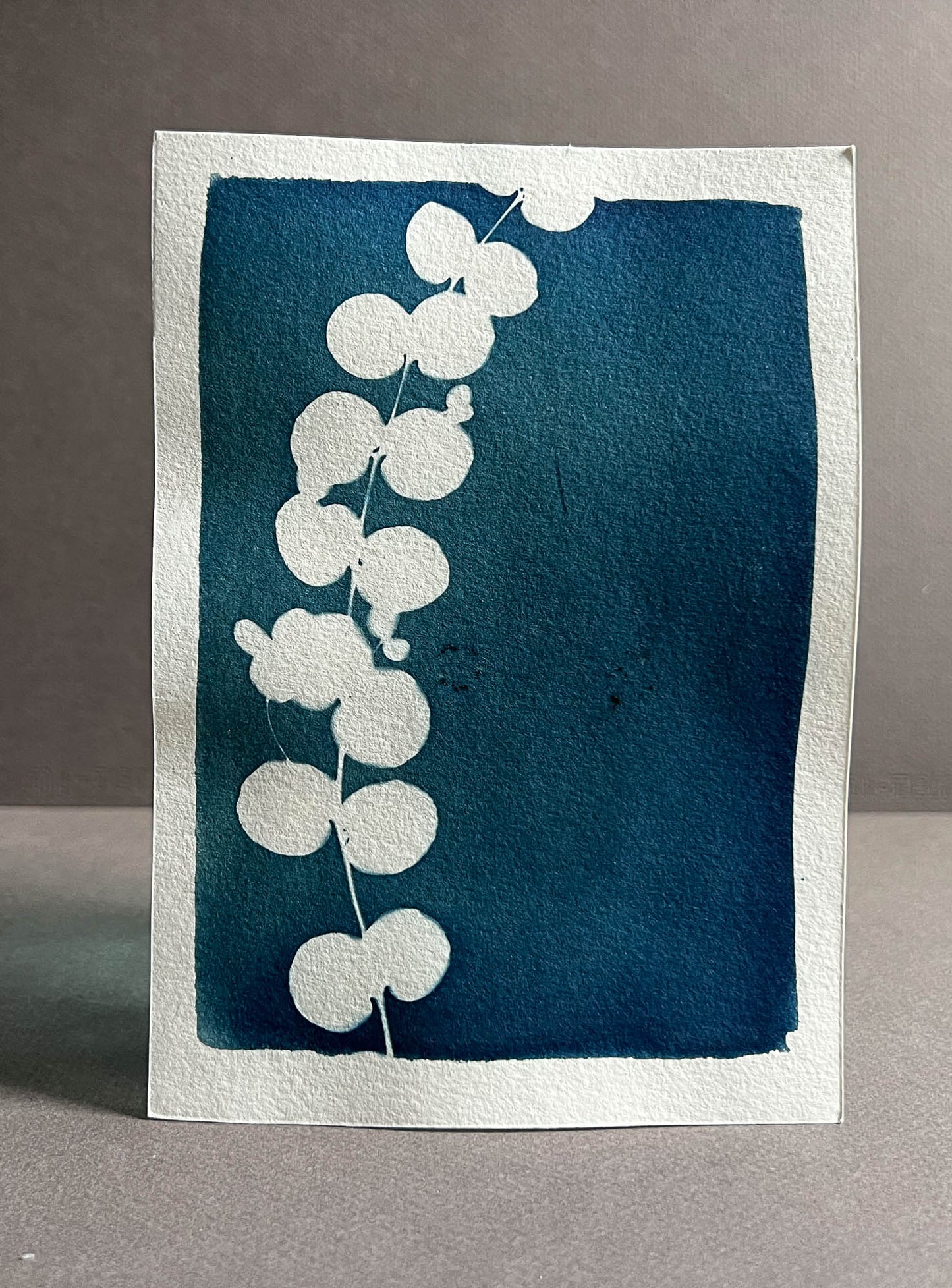 Eucalyptus #277