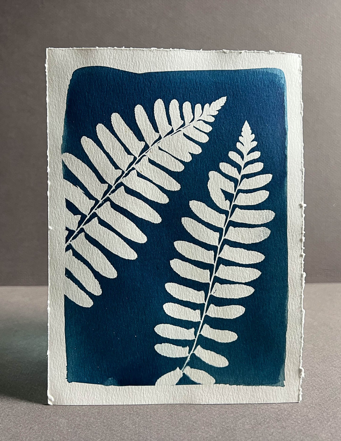 Fern #272