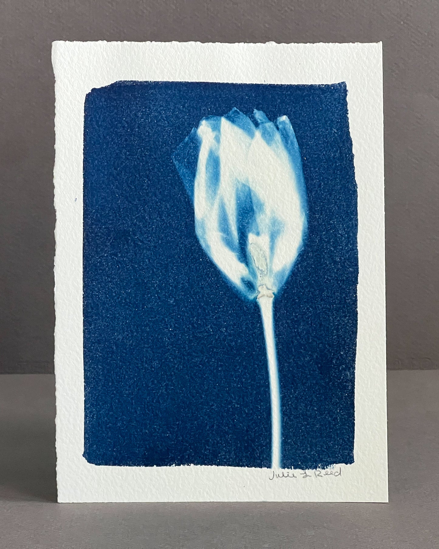 Tulip #160