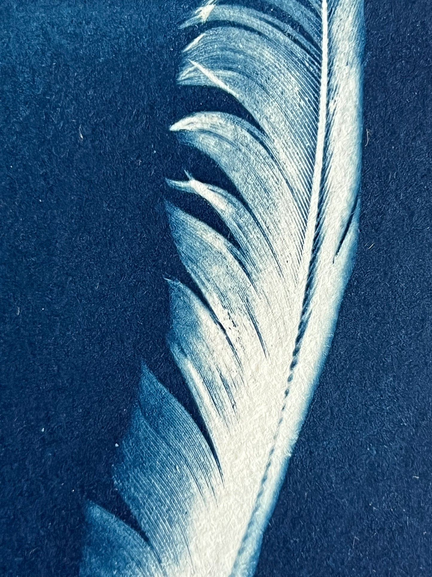 Feather #235
