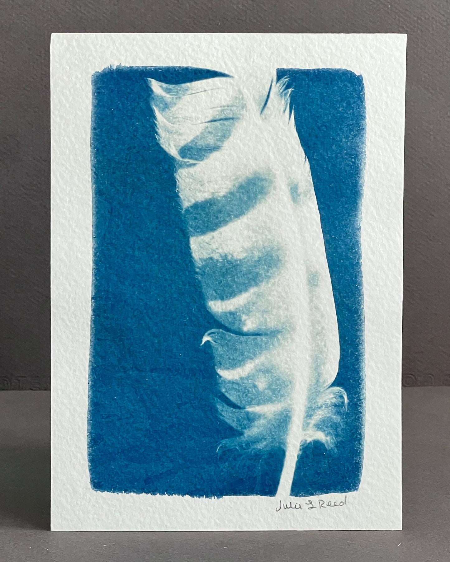 Feather #232