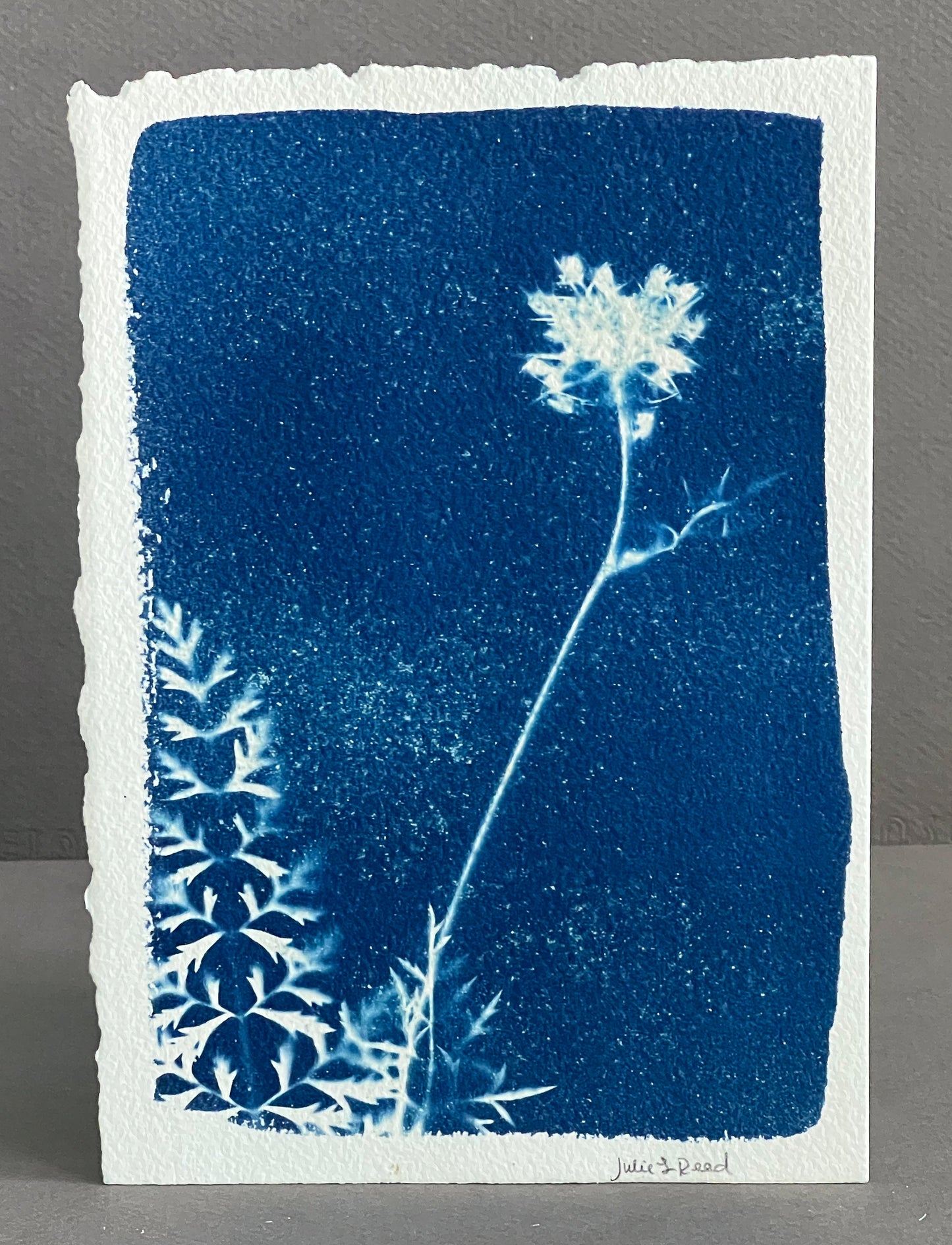 Queen Anne's Lace #204