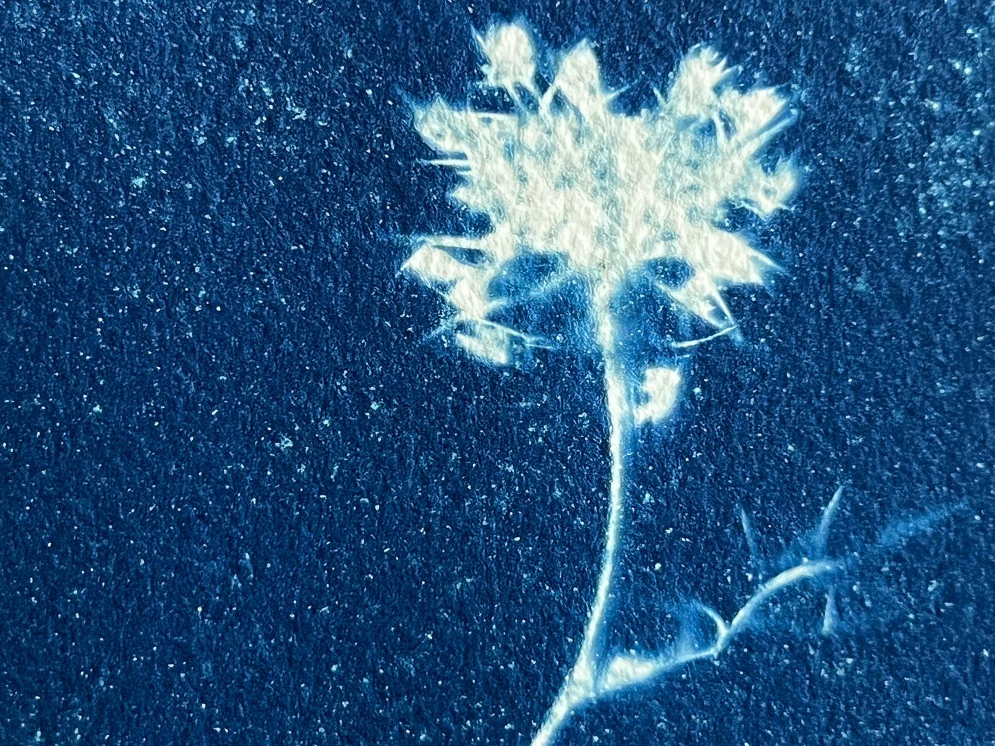 Queen Anne's Lace #204