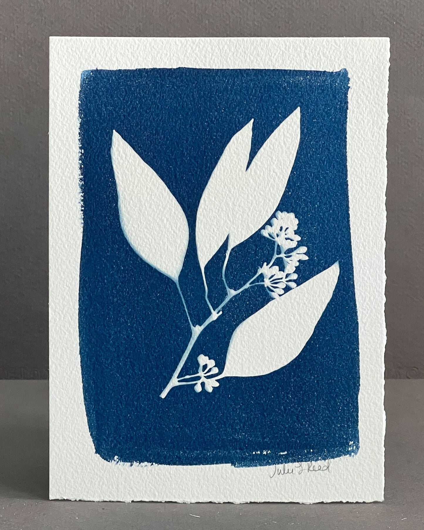 Eucalyptus #254