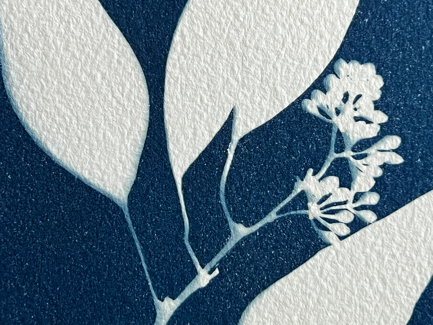 Eucalyptus #254
