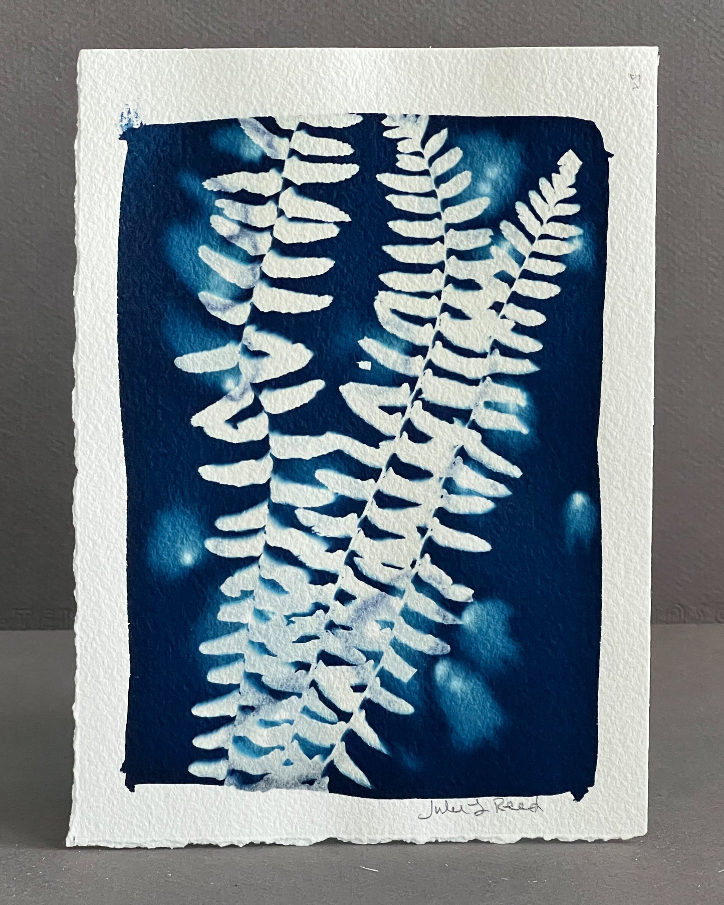 Fern #71