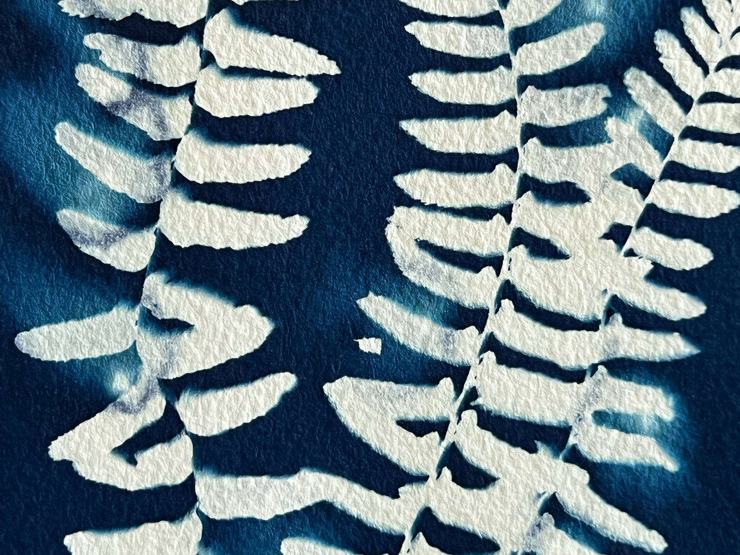 Fern #71