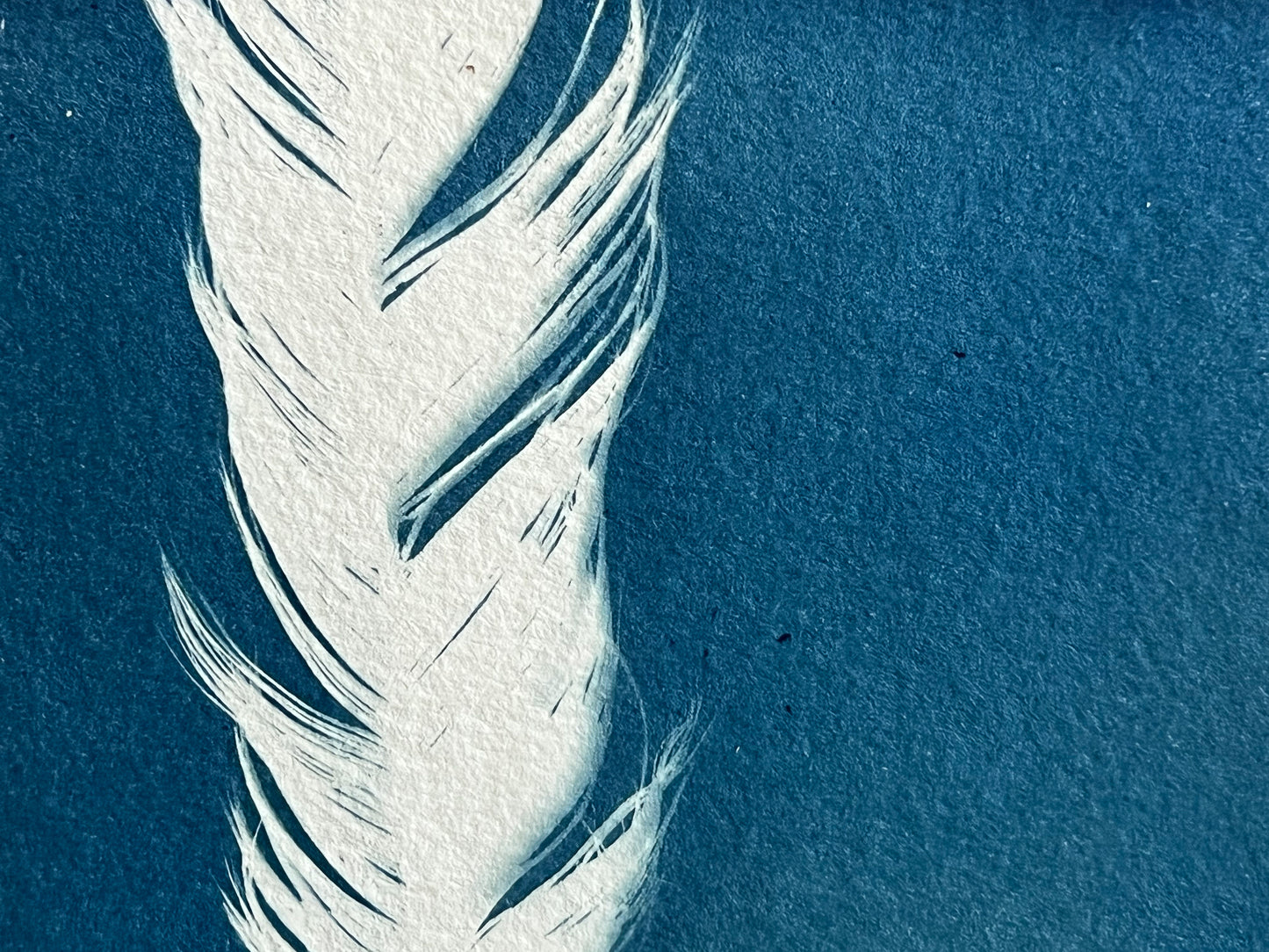 Feather #223