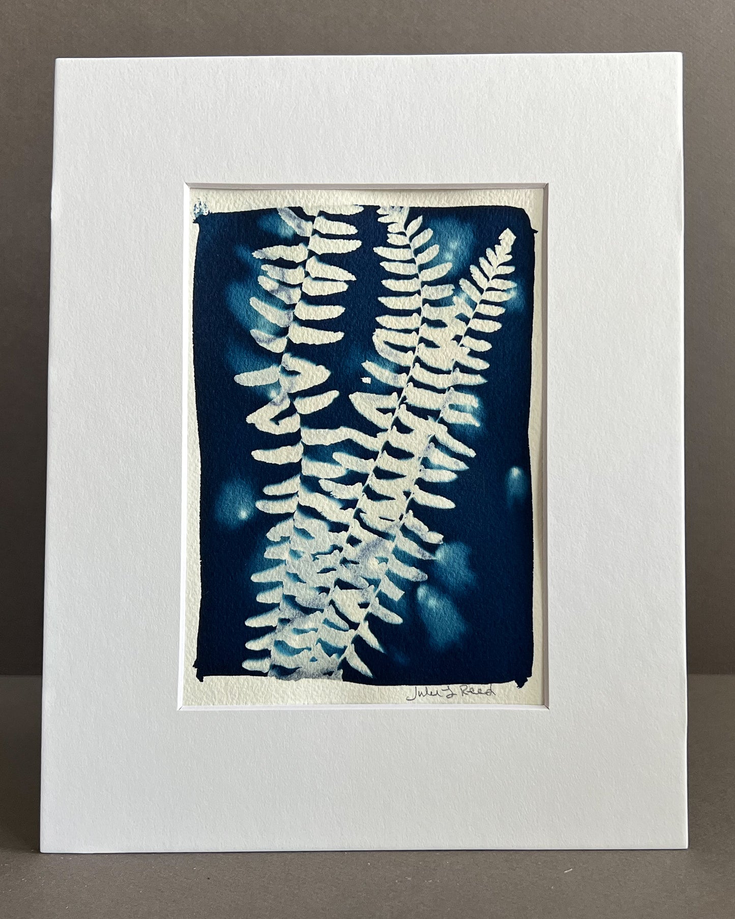 Fern #71