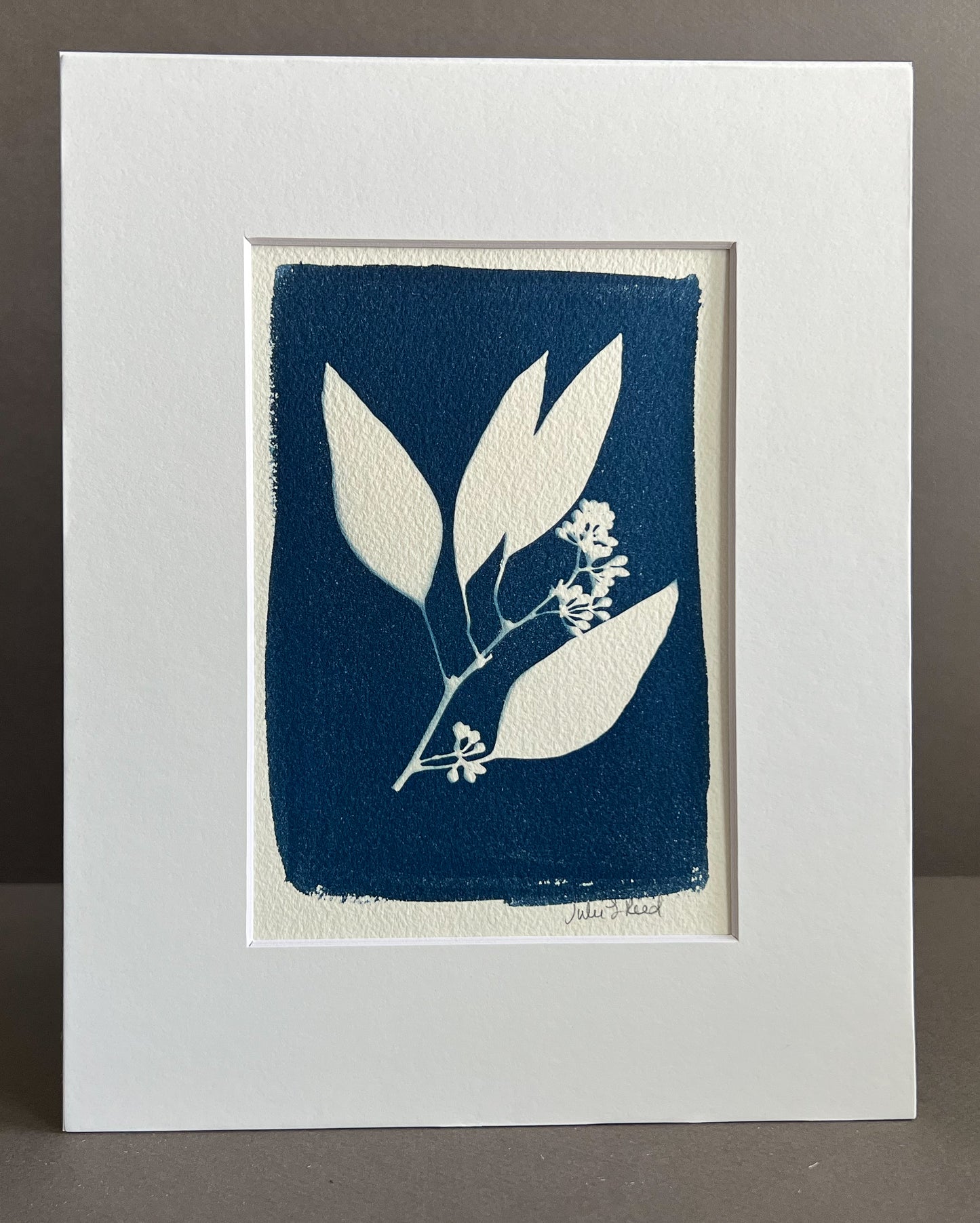 Eucalyptus #254