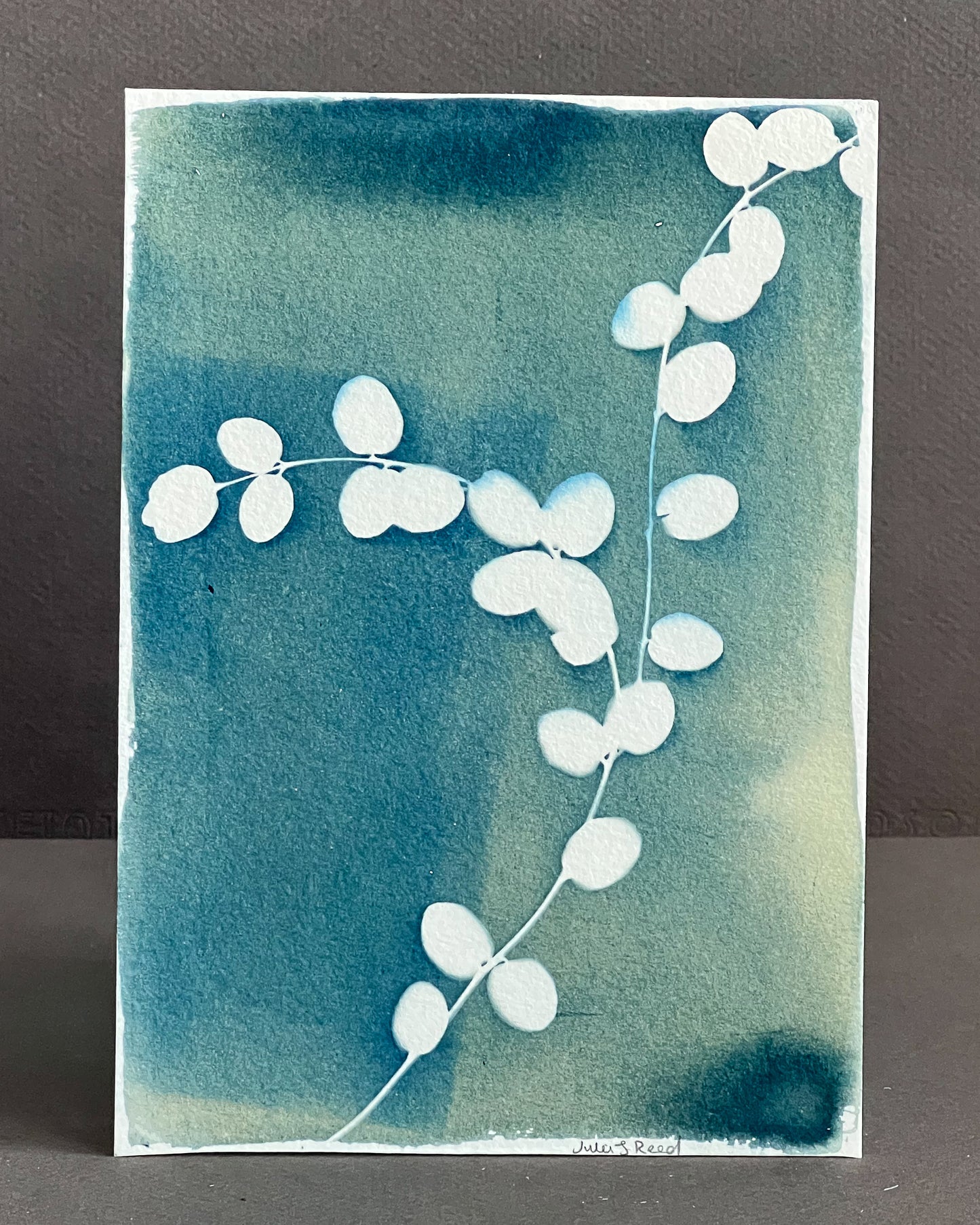 Eucalyptus #256