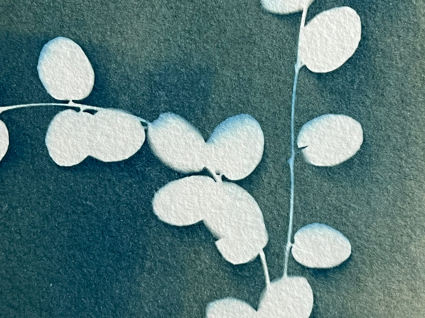 Eucalyptus #256