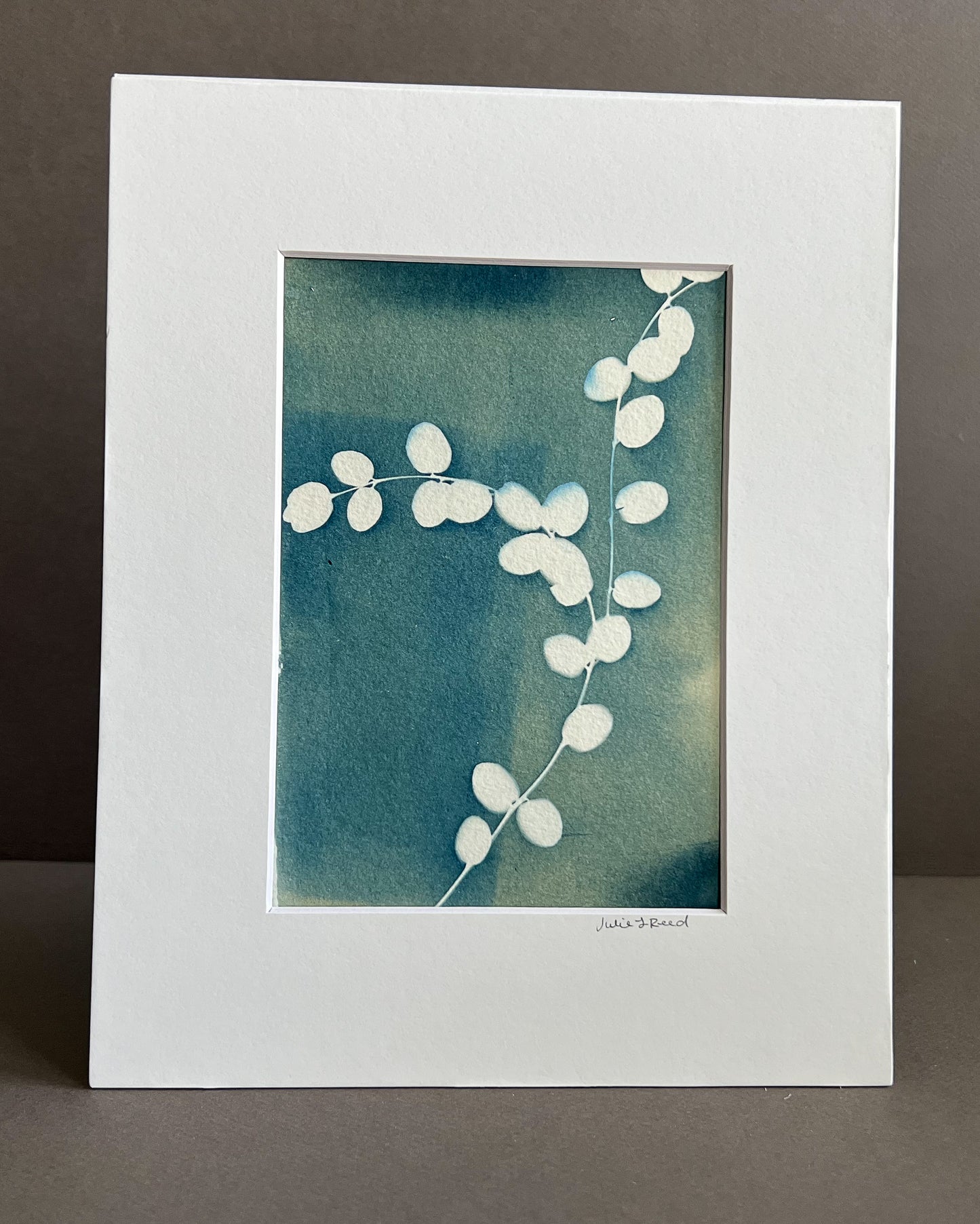 Eucalyptus #256