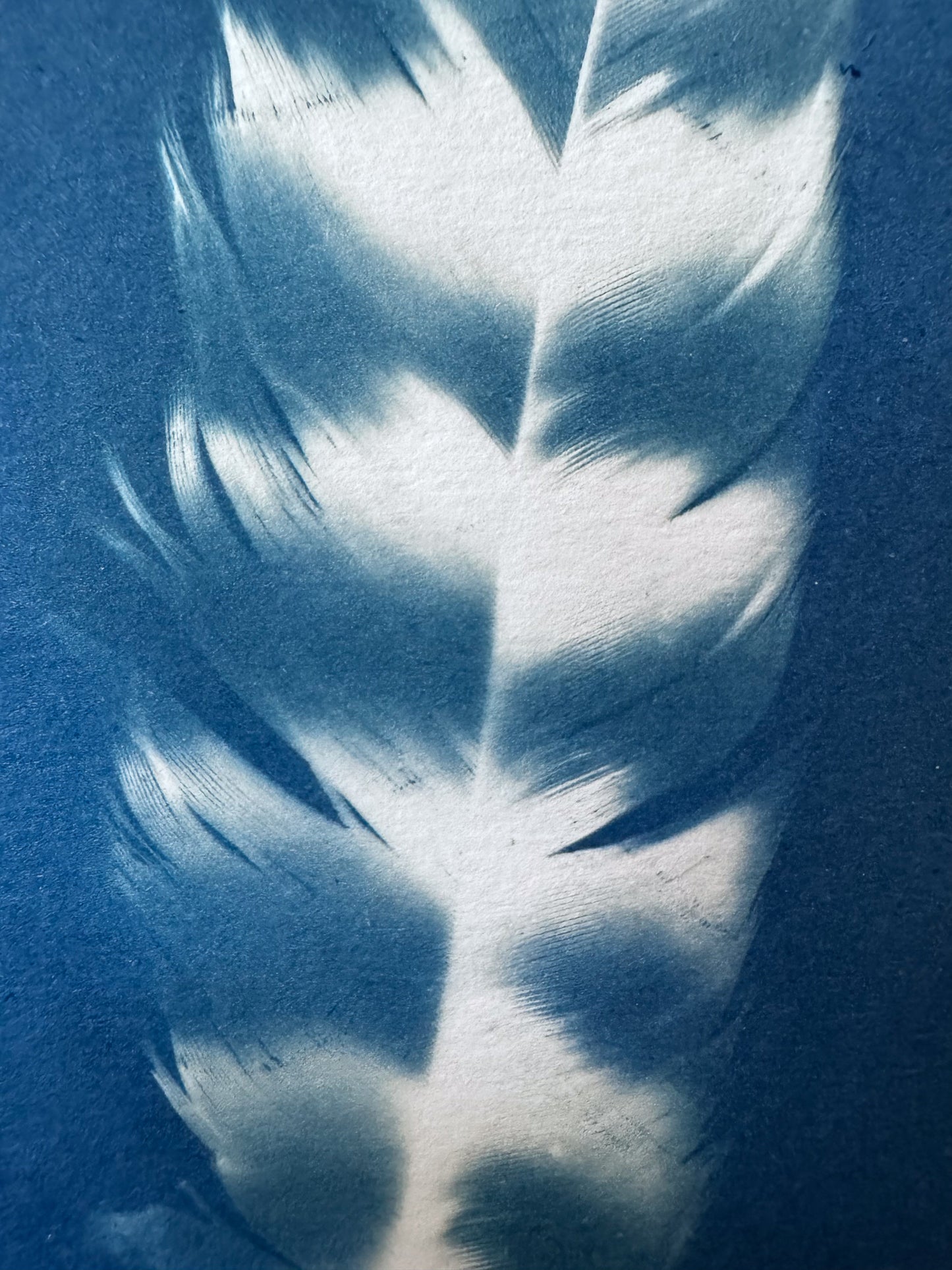 Feathers #236