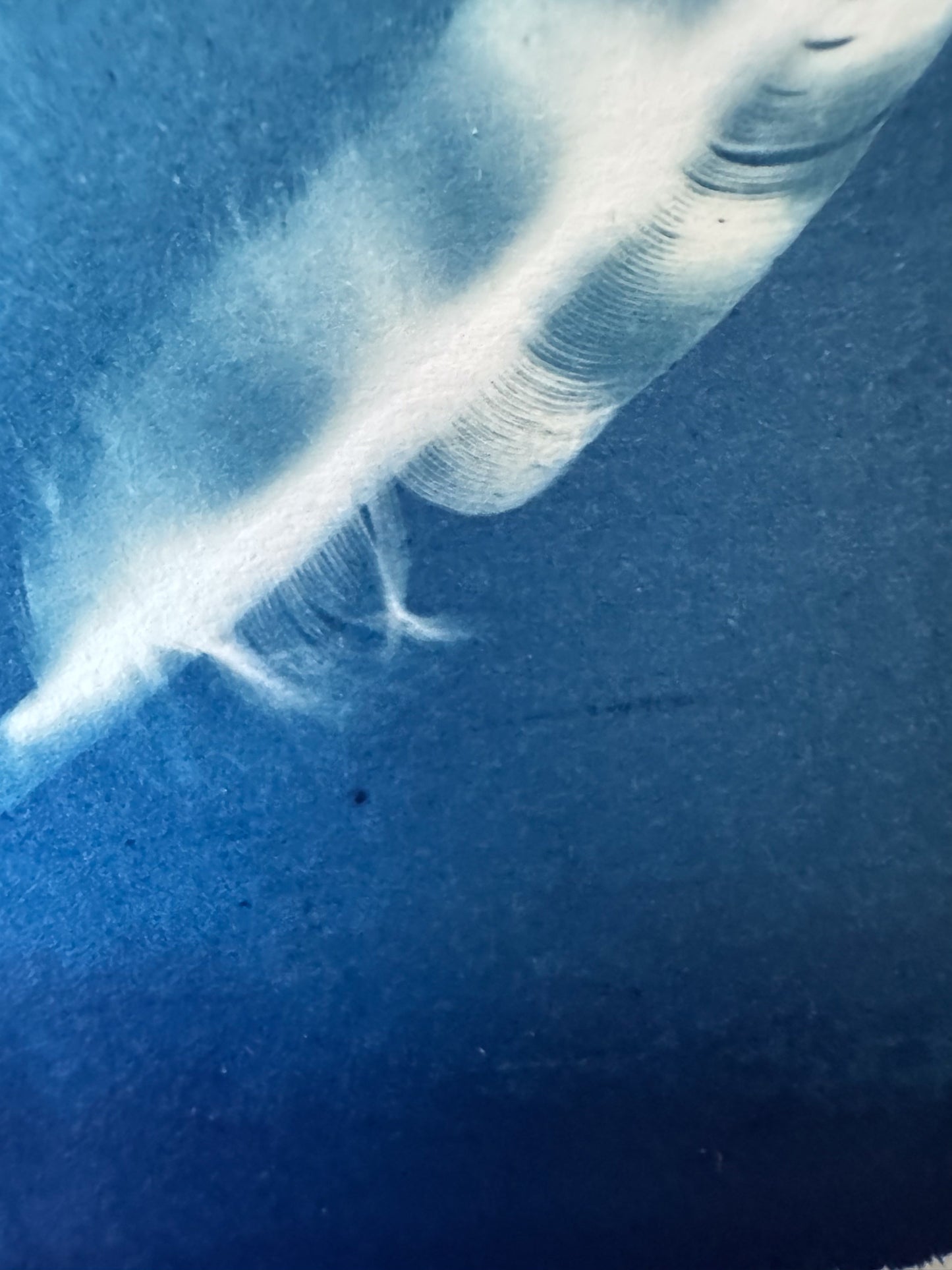 Feathers #236