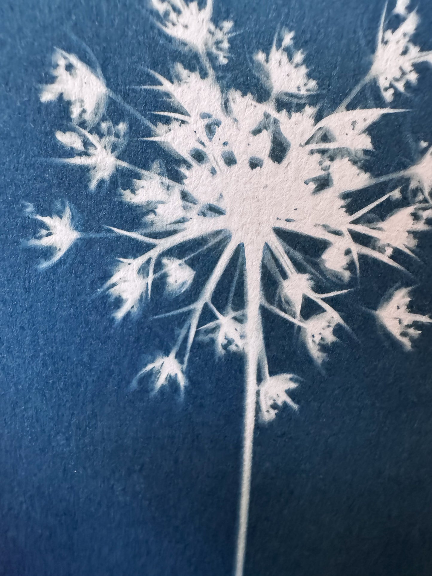 Queen Anne's Lace #294