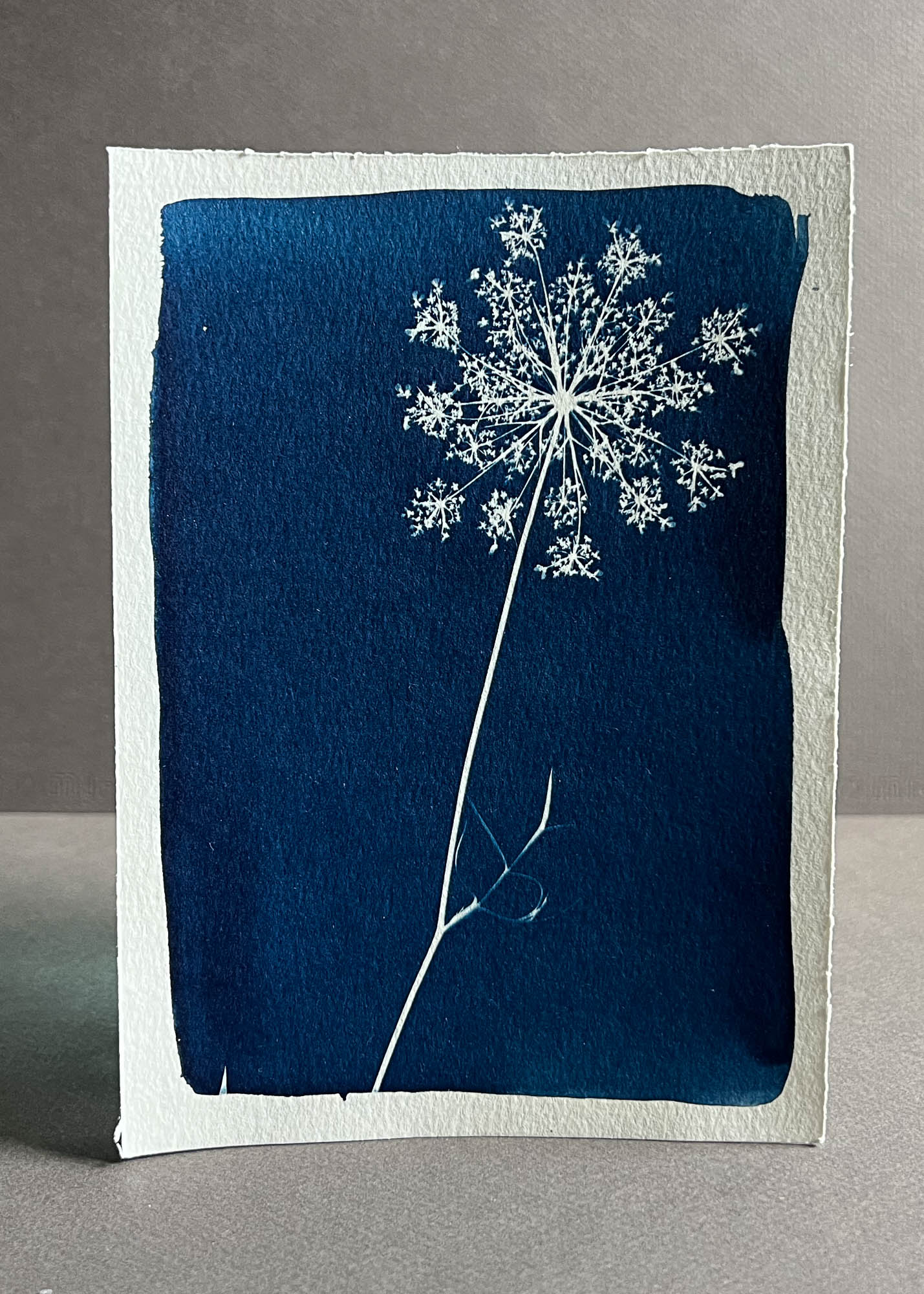Queen Anne's Lace #271
