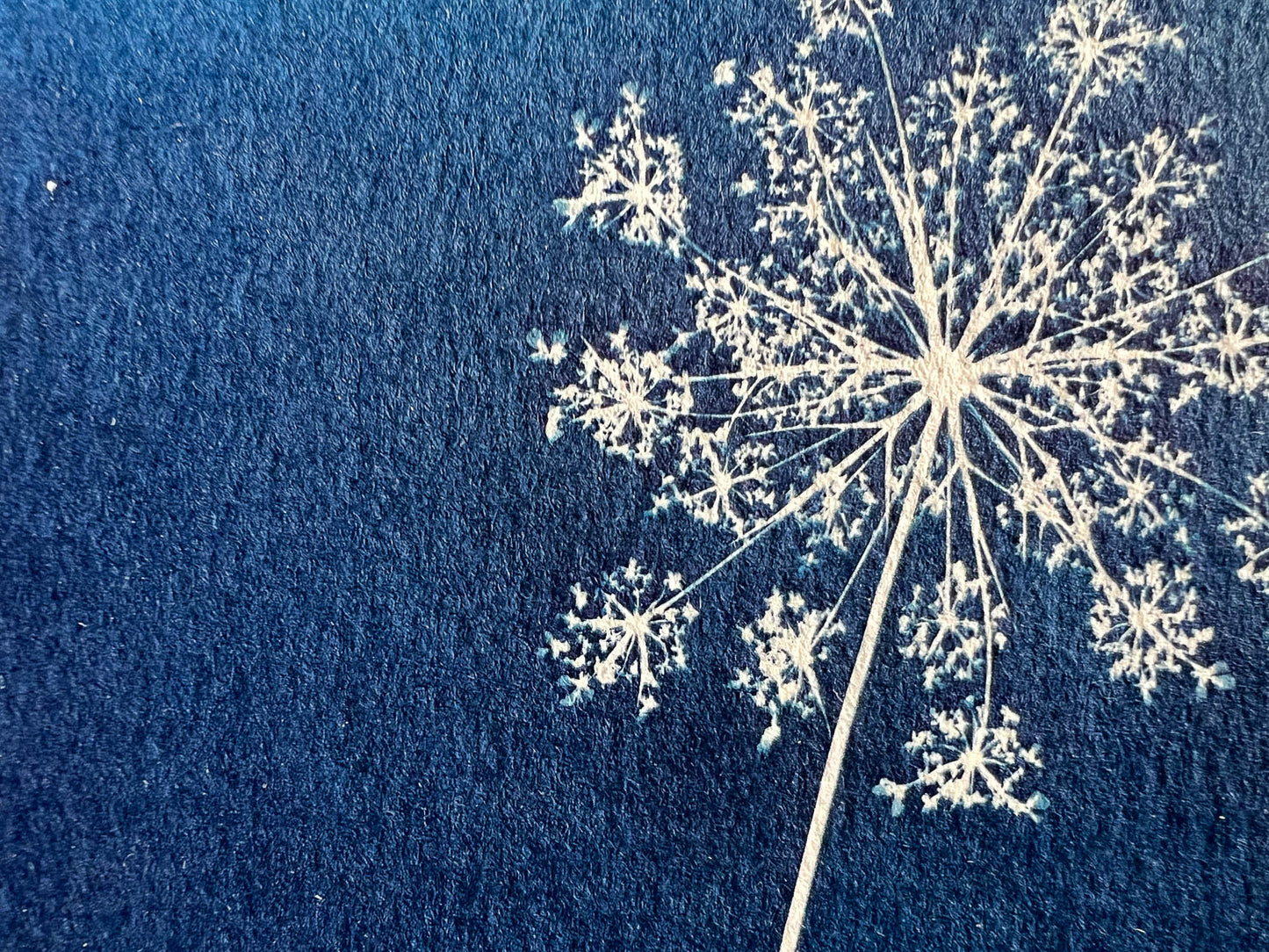 Queen Anne's Lace #271