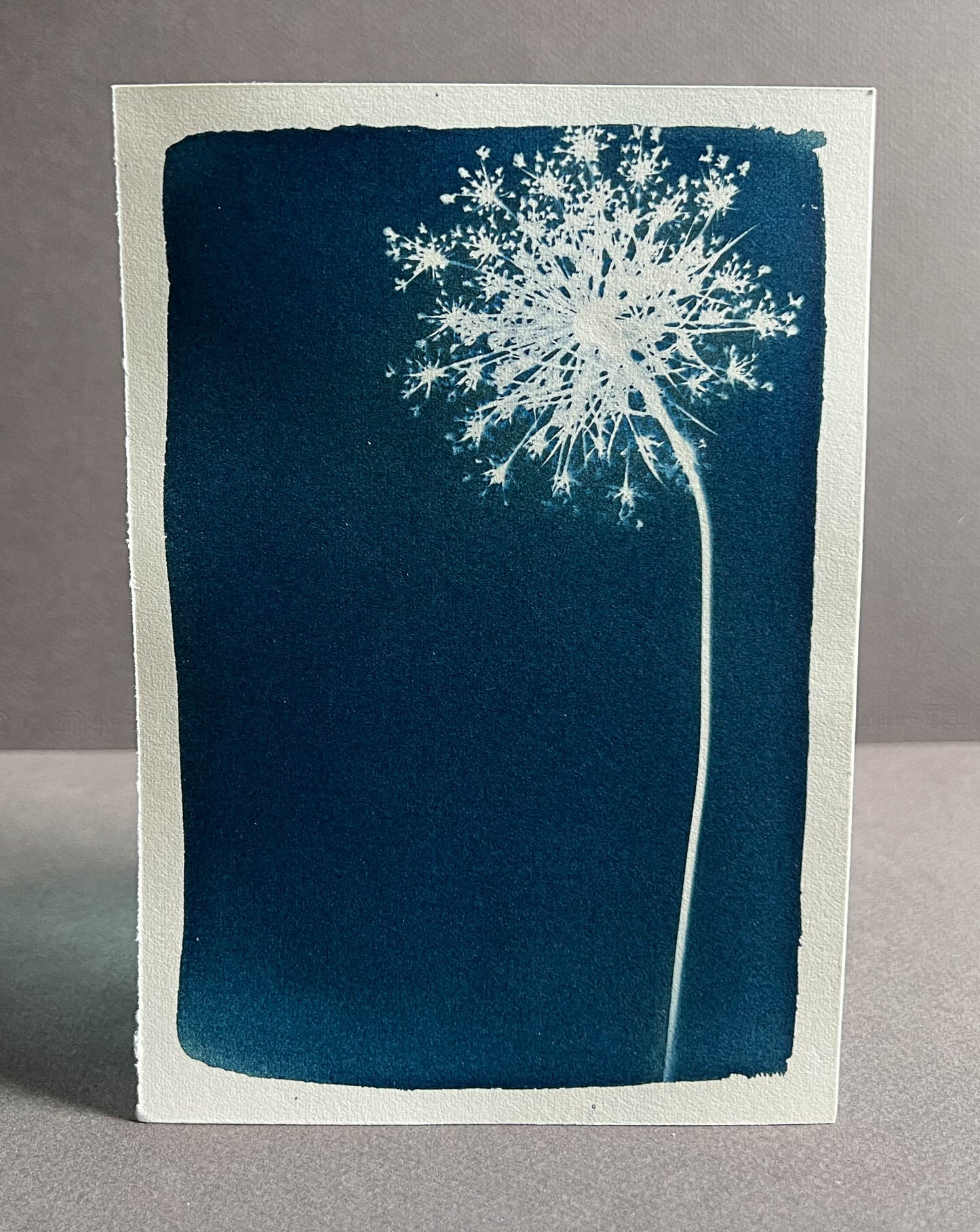 Queen Anne's Lace #273