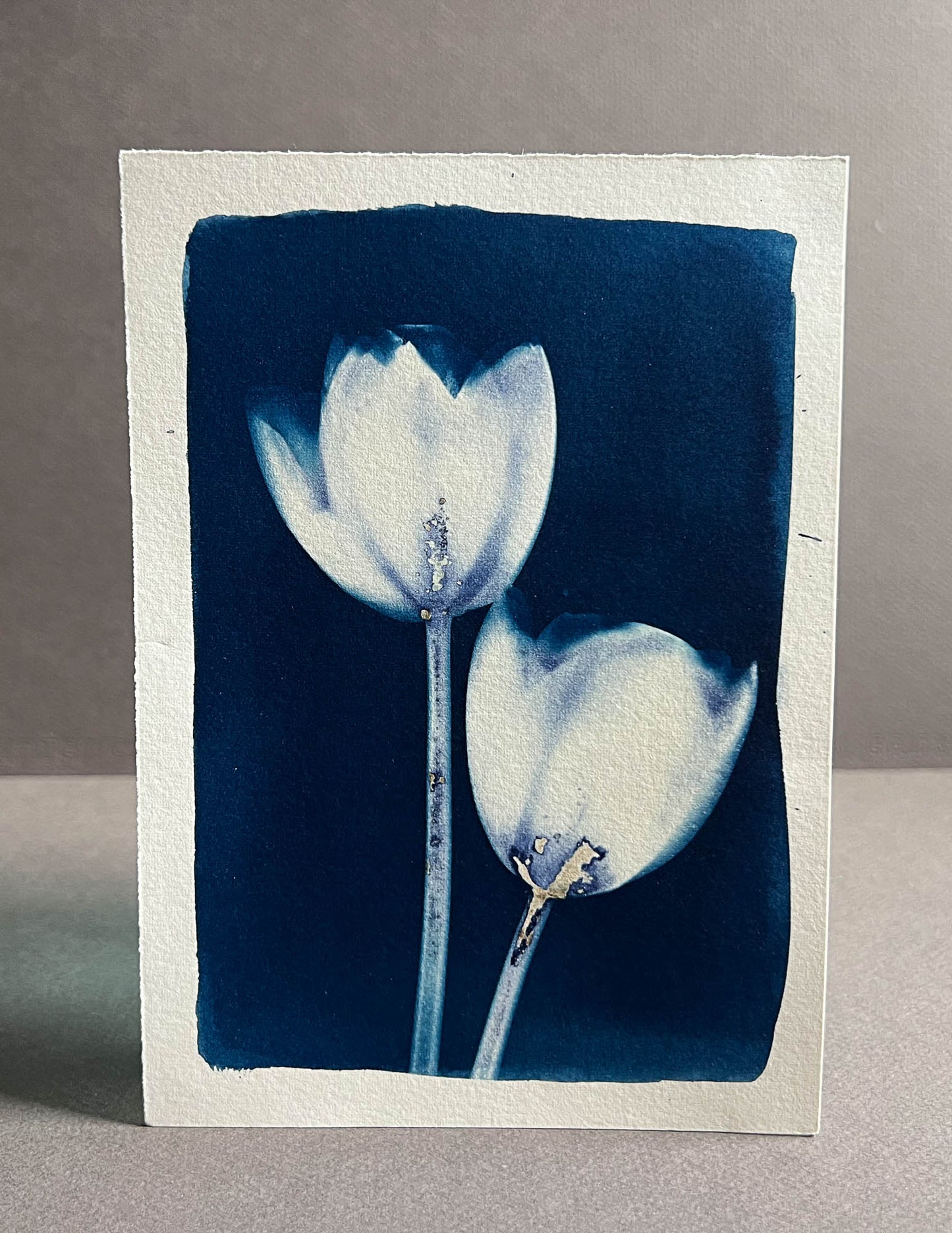 Tulip #281