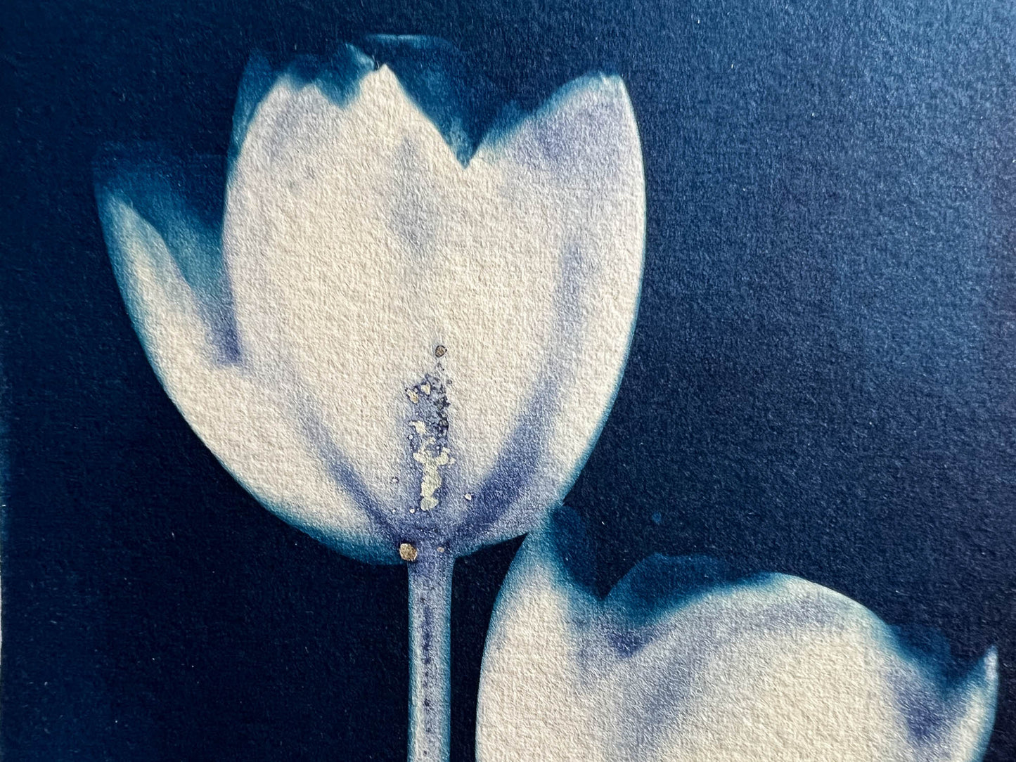 Tulip #281