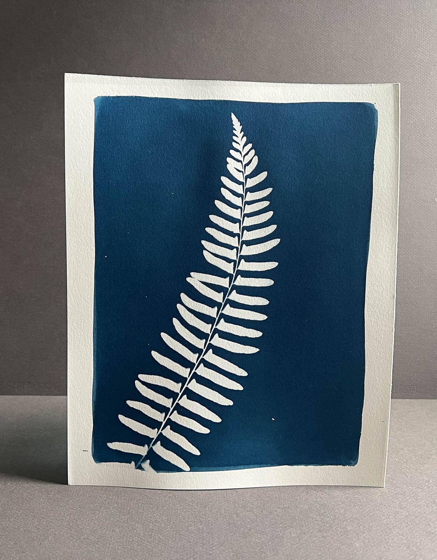 Fern #294