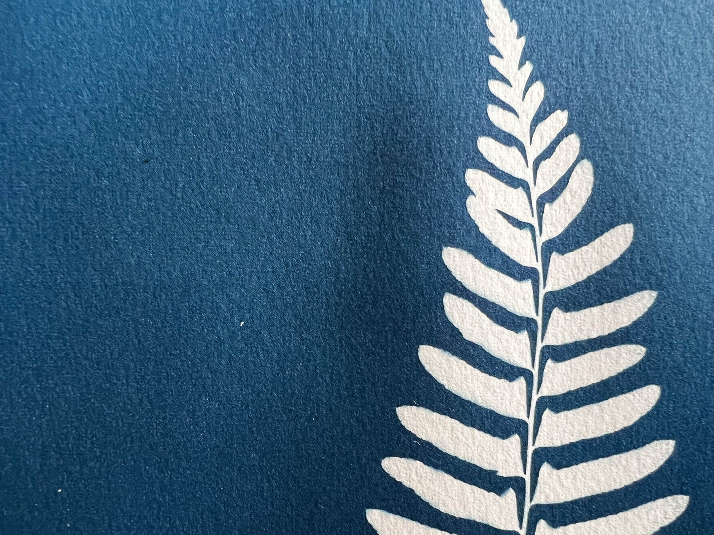 Fern #294
