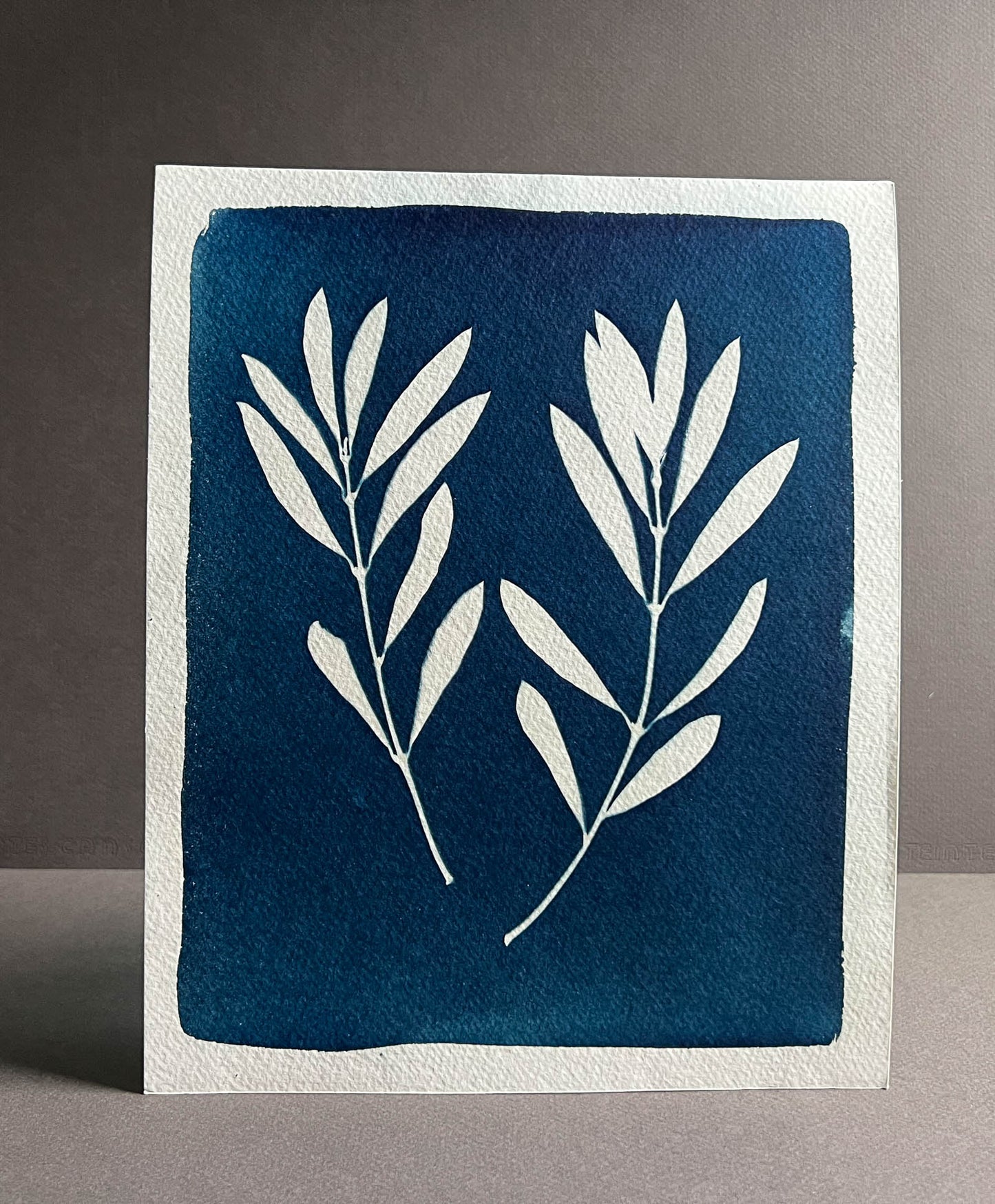 Olive Branches #295