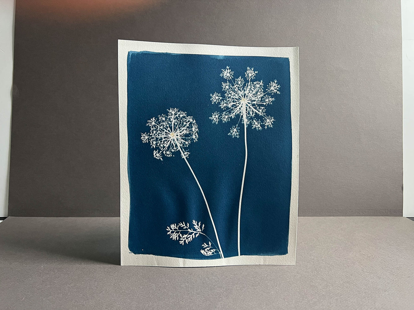 Queen Anne's Lace #292