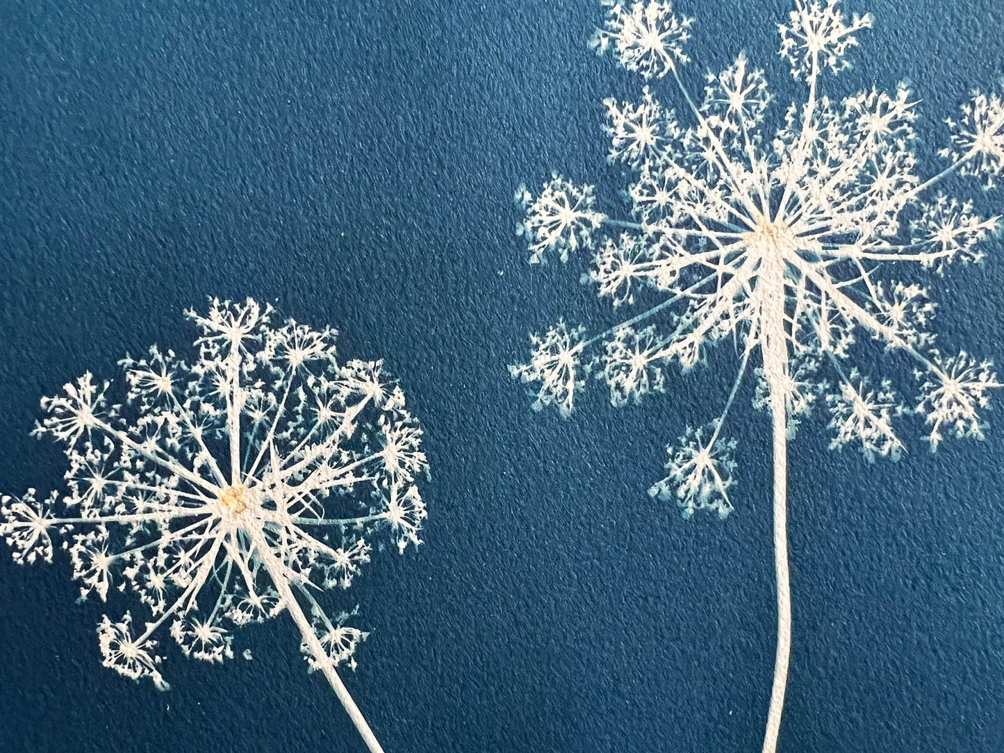 Queen Anne's Lace #292