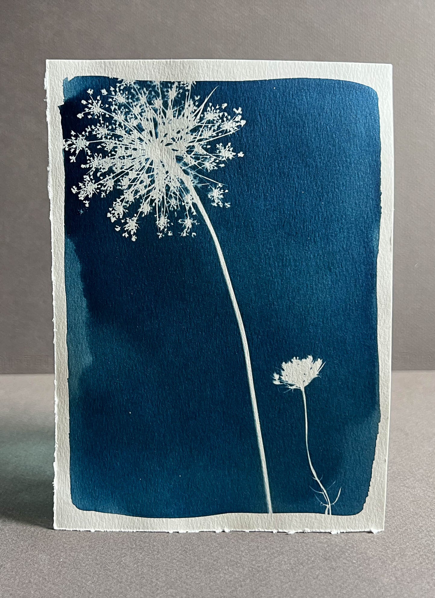 Queen Anne's Lace #274