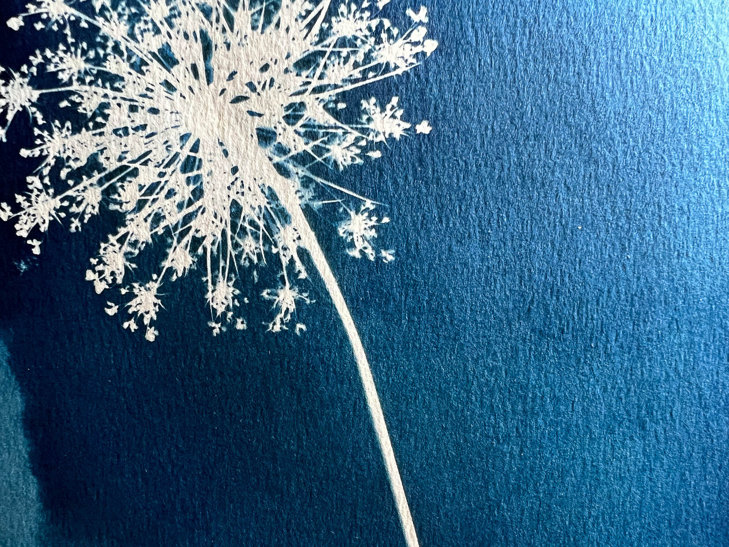Queen Anne's Lace #274