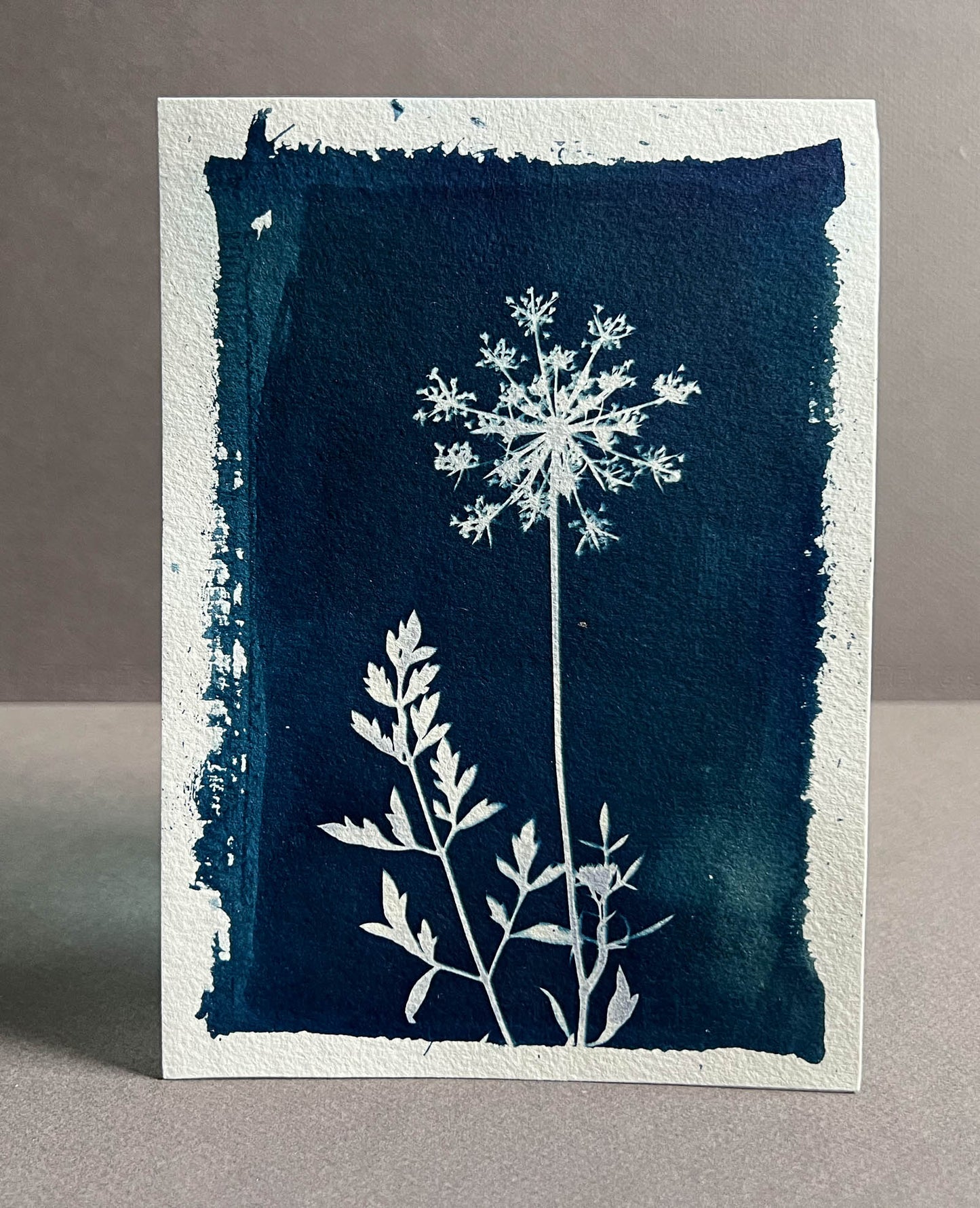 Queen Anne's Lace #284