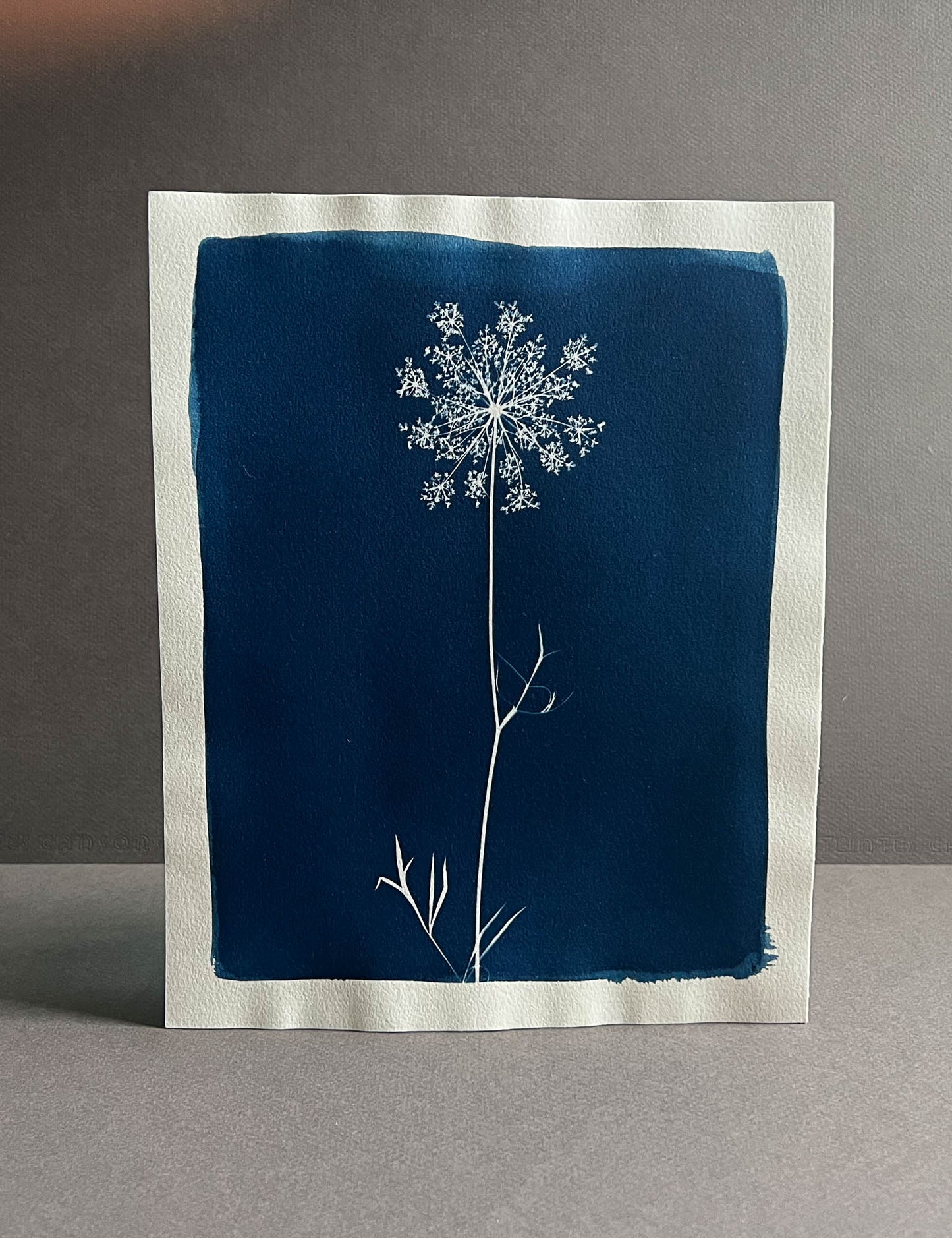 Queen Anne's Lace #293