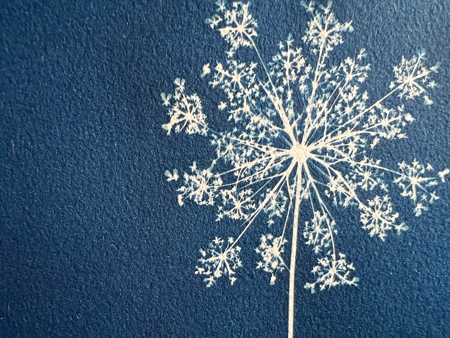 Queen Anne's Lace #293
