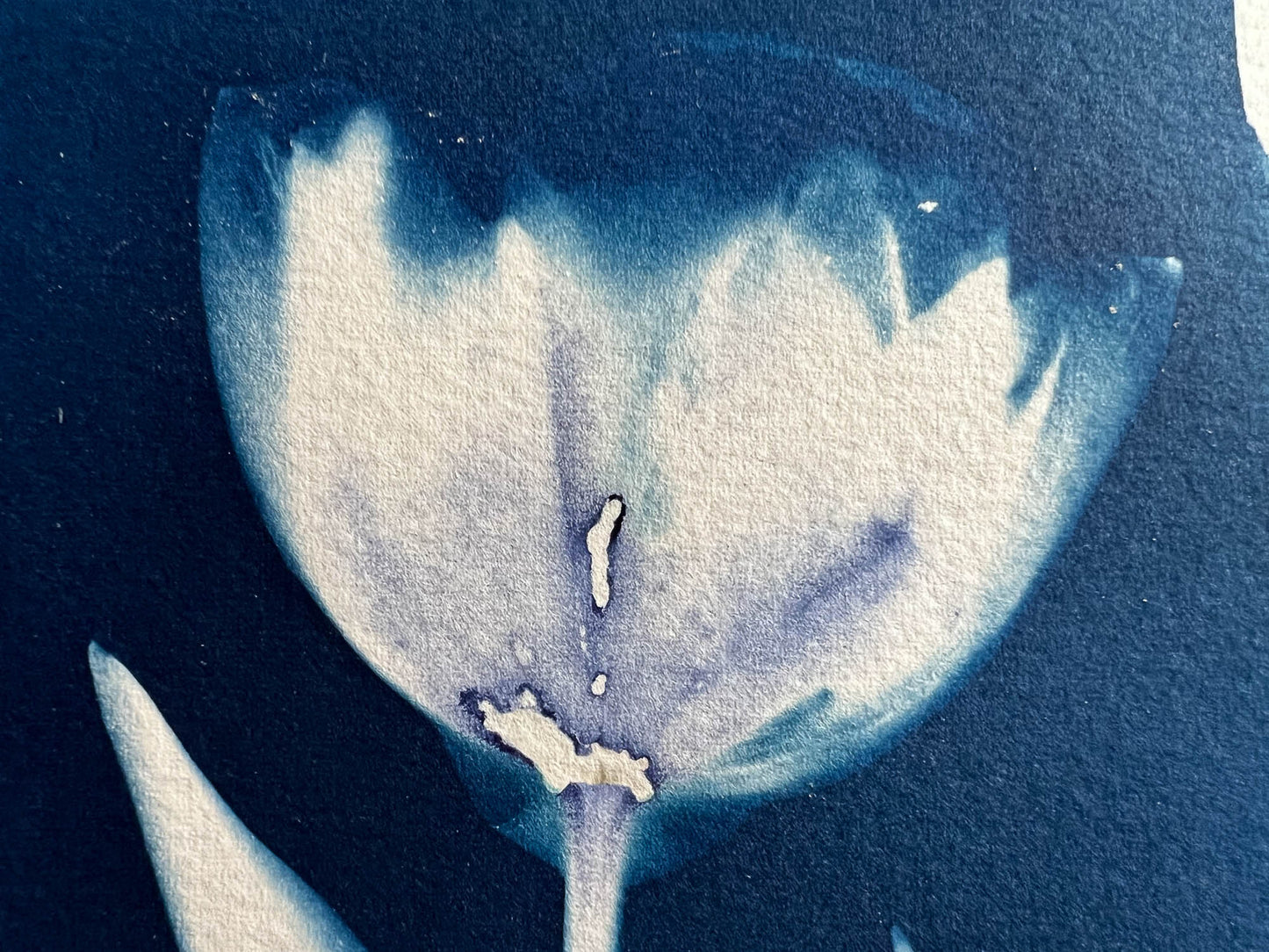 Tulip #283