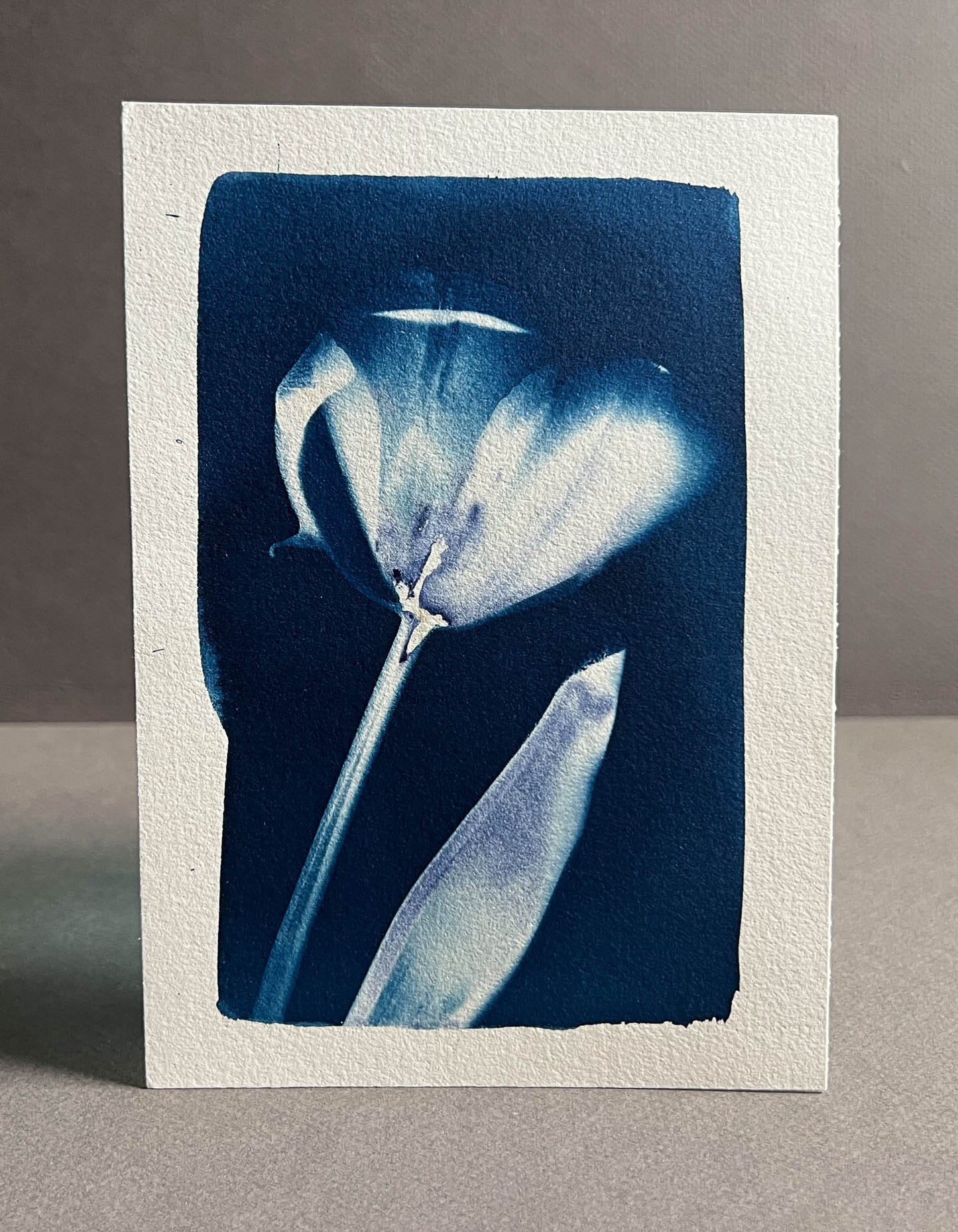 Tulip #285