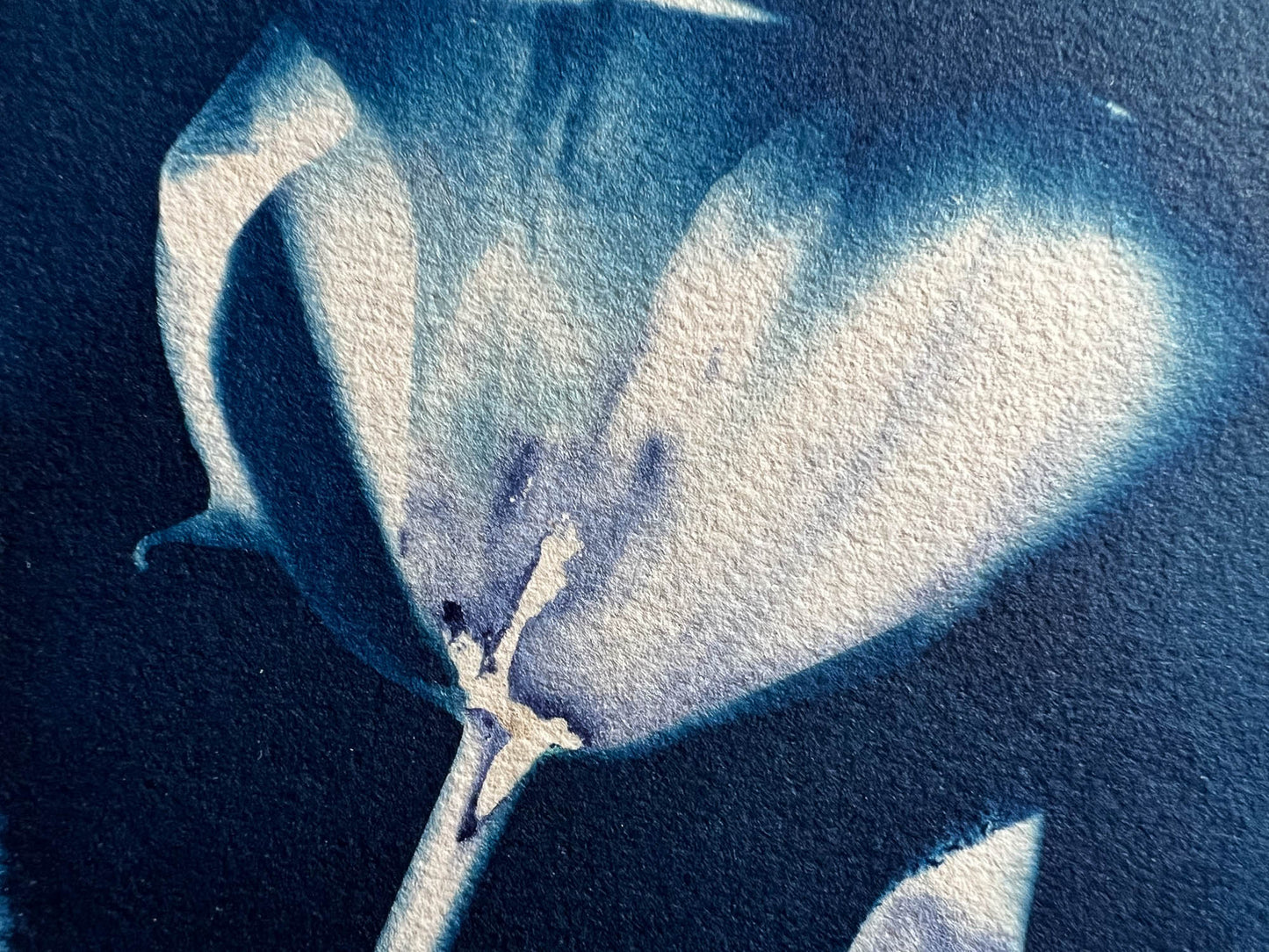 Tulip #285