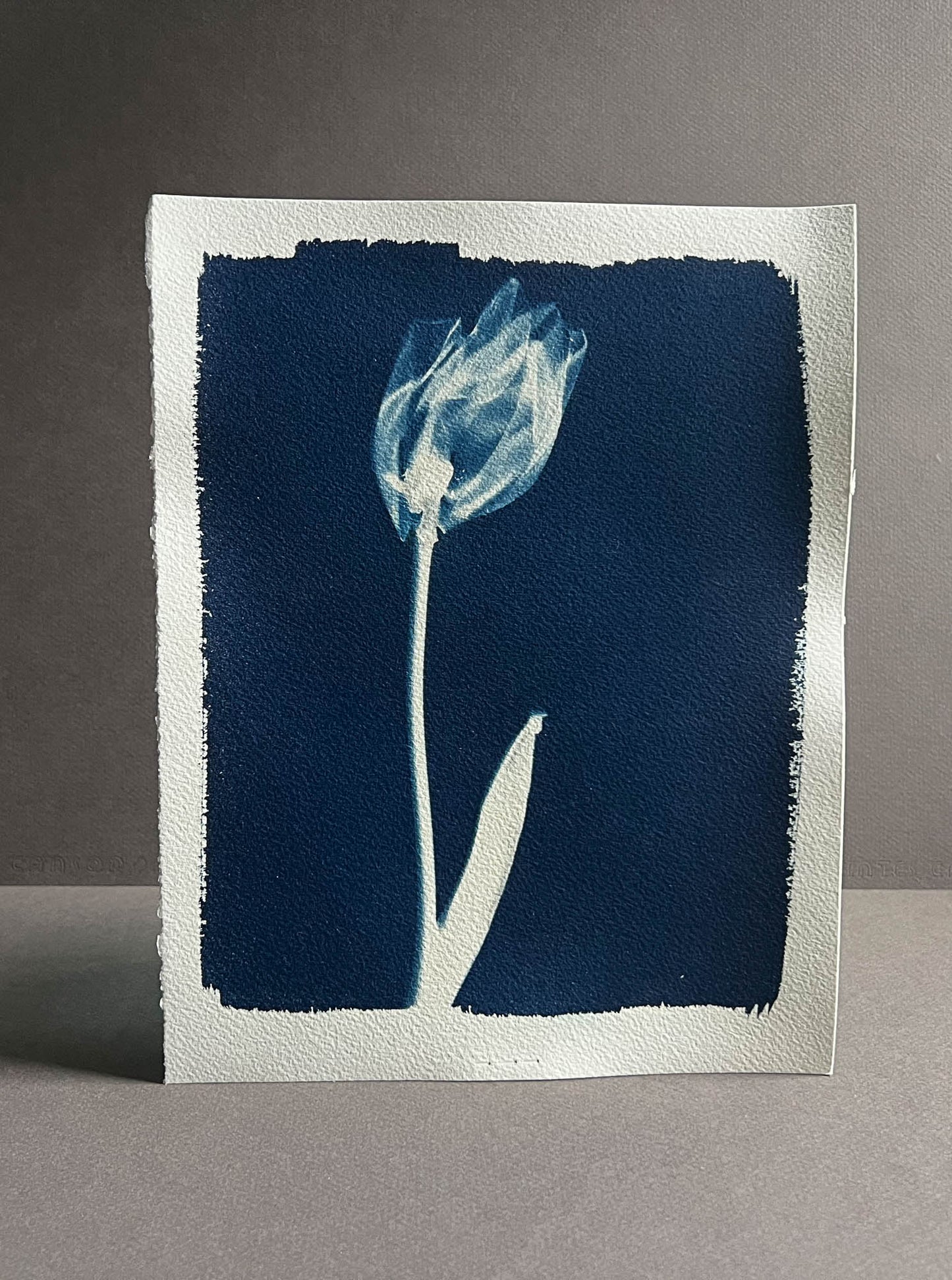 Tulip #289