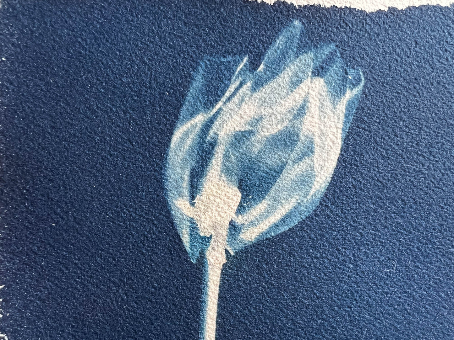 Tulip #289