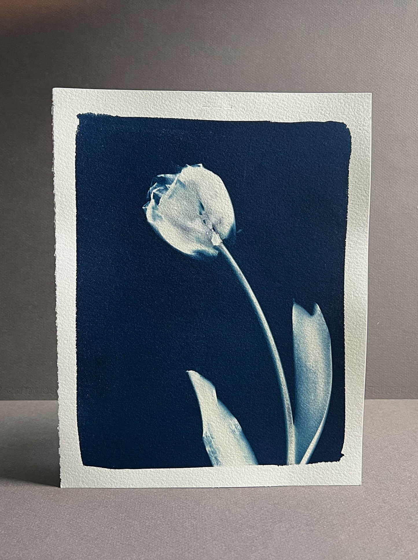 Tulip #290