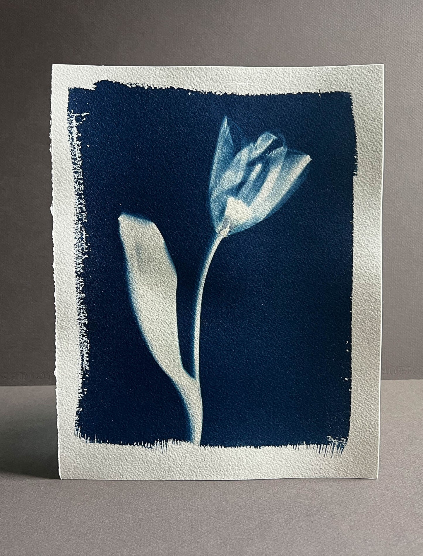Tulip #291