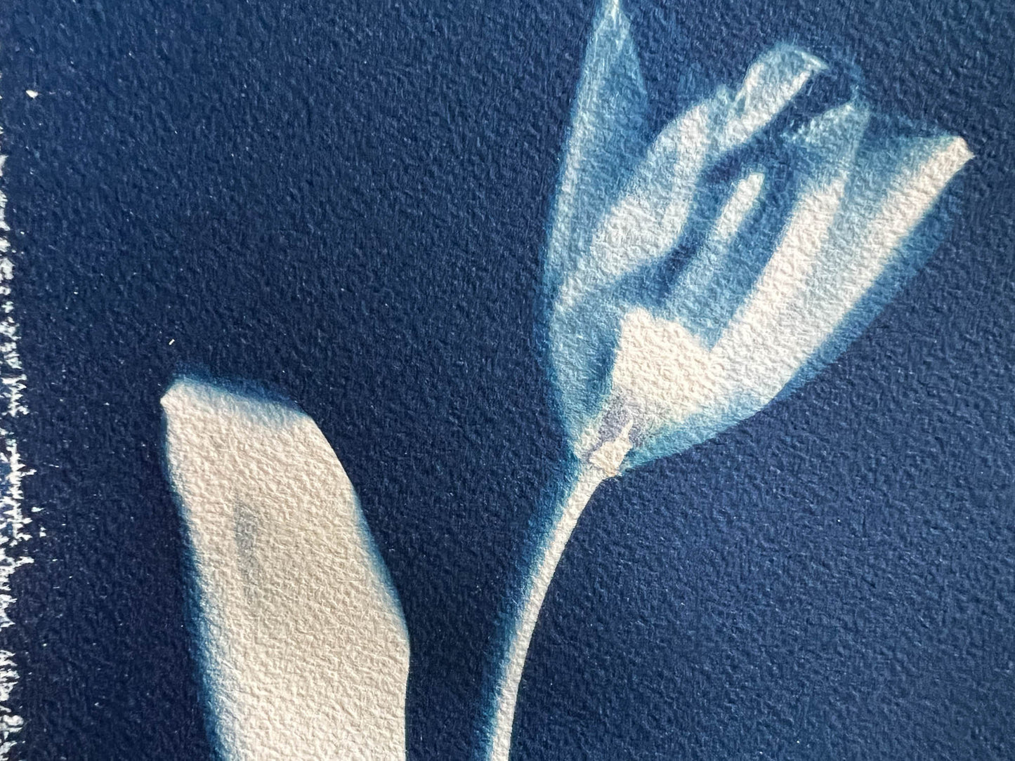 Tulip #291