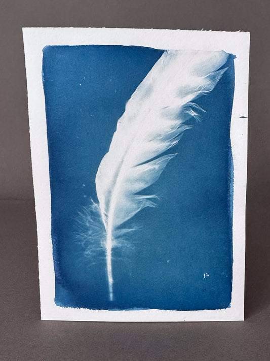 Feather #239