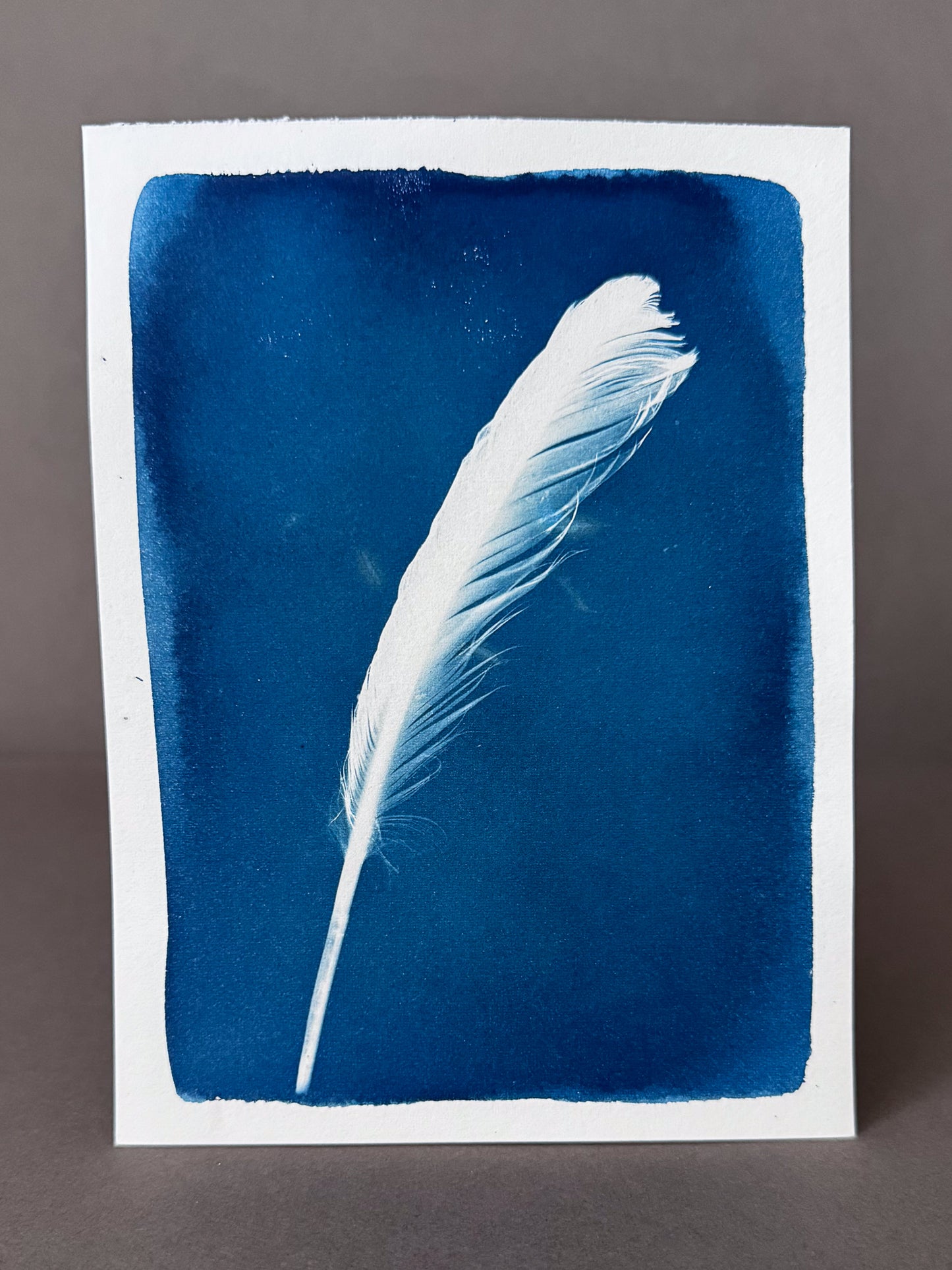 Feather #239