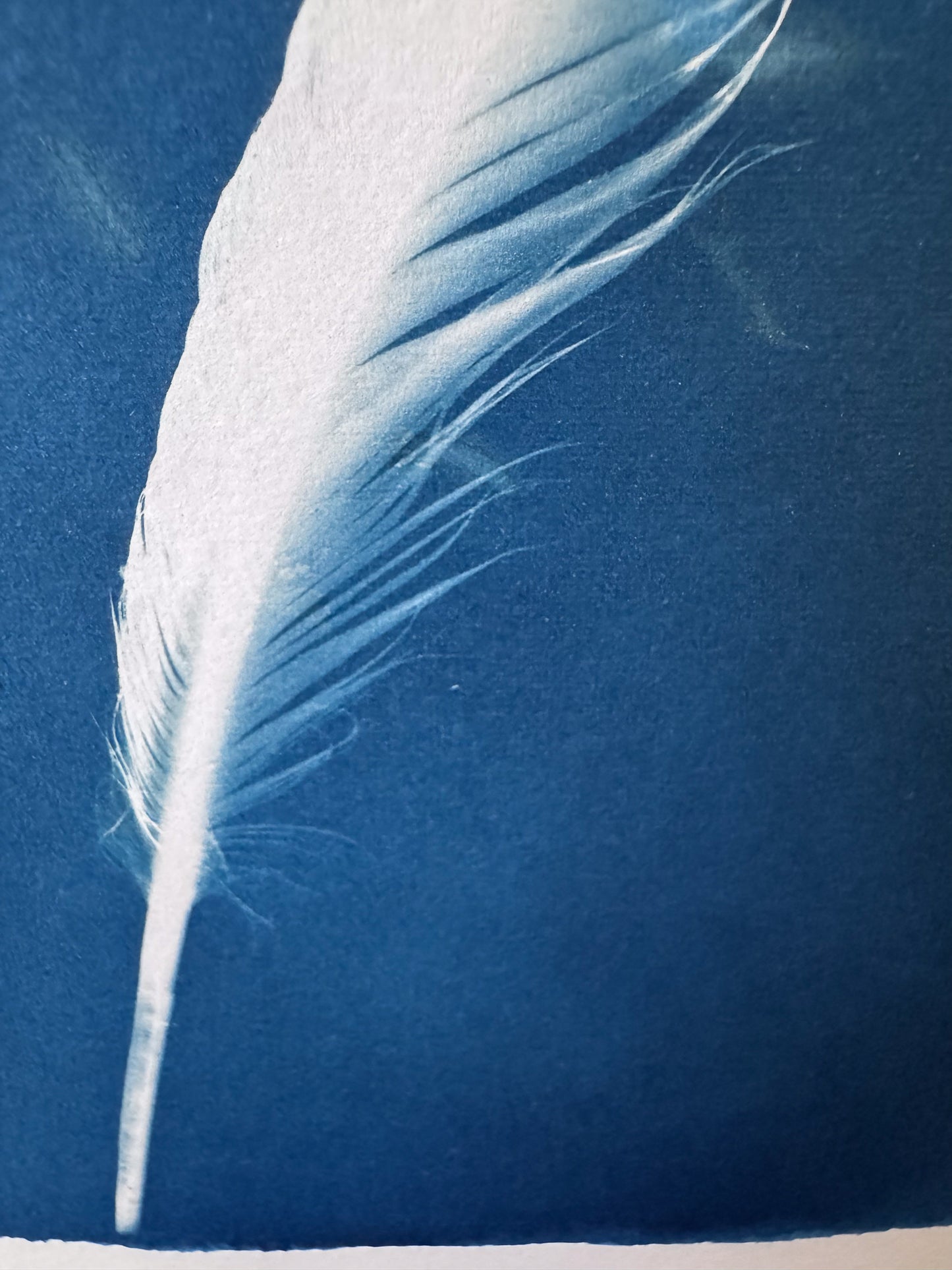 Feather #239