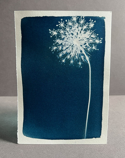 Queen Anne's Lace #273