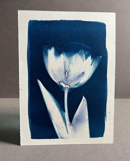 Tulip #283